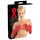 LATEX - pikk, unisex kindad (punased) - L