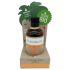 Coconutoil - Bio Pronksõli (80ml)